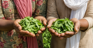 Global Henna Export